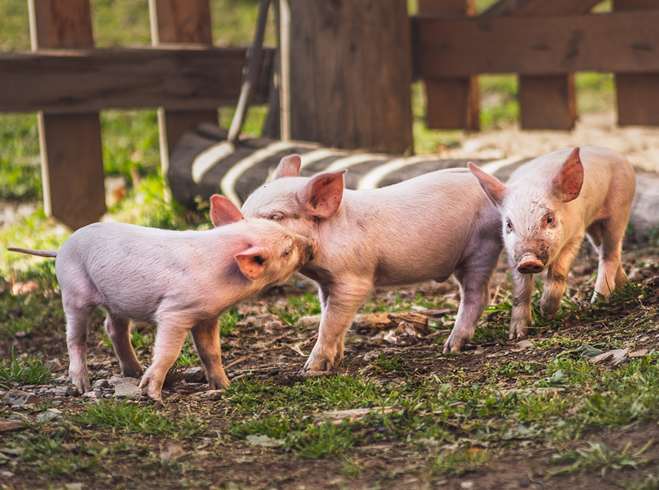 animal welfare